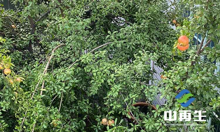 生活垃圾作為人類社會發展必然的產物，具有哪些特性